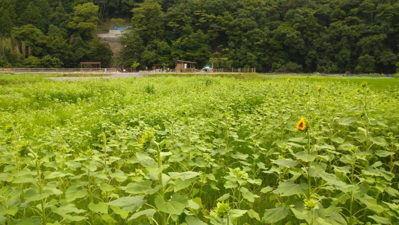 静岡市 大川オートキャンプ場 ひまわり畑迷路開花間近 美しい邑 中部地域 景観 しずおか農山村サポーター むらサポ