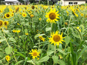 【藤枝市】黄色がまぶしい！白ふじの里のひまわり畑