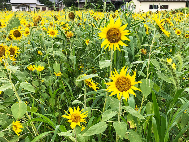 藤枝市 黄色がまぶしい 白ふじの里のひまわり畑 しずおか農山村サポーター むらサポ