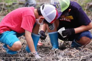 【静岡市】迷宮入りのひまわり迷路プロジェクト　2千本のひまわりを植えよう!!