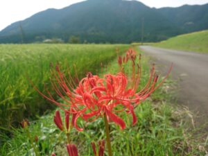 【富士宮市】「天子ケ岳の里」彼岸花がもうすぐ見ごろです！