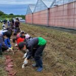 【浜松市】浜松ジュニアビレッジ　さつまいも収穫を行いました！