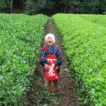 【伊豆の国市】秋のチャレンジ茶摘み体験！〈ふじのくに美しく品格のある邑「韮山金谷」〉