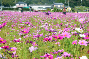 【藤枝市】殿のコスモスまつり 今週末が最終日！