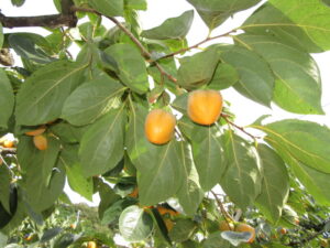 【長泉町】四ツ溝柿　もうすぐお店に並びます