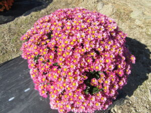 【富士宮市】ざる菊が見頃です