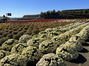 【富士市】今宮地区の菊が見ごろです！