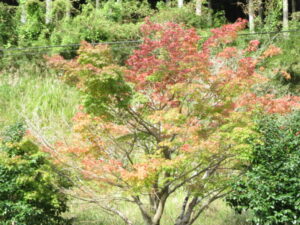 【長泉町】五感で感じる　紅葉いかがですか？