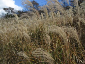 【裾野市】ススキの穂がきれいです「十里木高原」