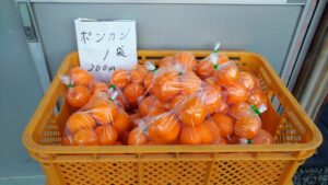 【島田市】神座の無人販売　ポンカン・デコポン始まりました！