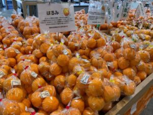 【南伊豆町】南伊豆湯の花、「祝・湯の花観光交流館13周年イベント」開催！〈ふじのくに美しく品格のある邑「日野 元気な百姓達の里」〉