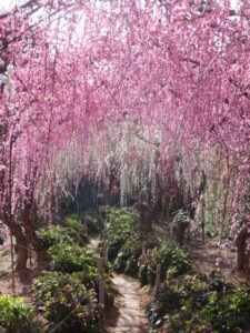 【浜松市】大草山 昇竜しだれ梅園　梅が見頃を迎えます！