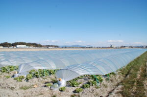【吉田町】吉田たんぼ　レタス出荷中
