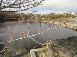 【清水町】みんなの丸池公園