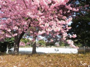 【富士市】お散歩、ひなたぼっこにぴったり米の宮公園