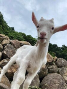 【松崎町】子ヤギの里親さん、募集します！〈ふじのくに美しく品格のある邑「石部赤根田村百笑の里」〉