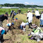 【菊川市】田んぼアート菊川「虎」の収穫祭に行ってきました！