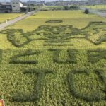 【浜松市南区】白脇田んぼアートに行ってきました！