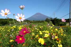 【裾野市】富士山パノラマ菜の花＆コスモス フォトコンテスト、作品募集中！