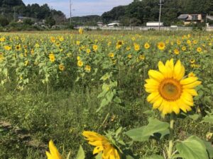 【湖西市】前向花畑　ひまわり🌻が見頃です！