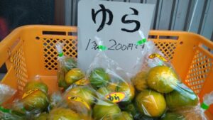 【島田市】今年も神座のミカンが始まりました！