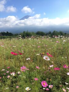 【富士宮市】白糸自然公園では、コスモスが咲き始めました！