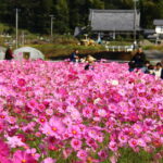【藤枝市】コスモス祭りに行ってきました！＜ふじのくに美しく品格のある邑「殿」＞
