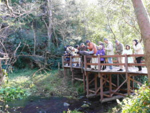 【清水町】アユの産卵観察会