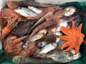 【沼津市】深海魚料理が「2022日本観光特産大賞」受賞！〈ふじのくに美しく品格のある邑「戸田」〉