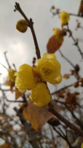 【焼津市】山の手会館　蝋梅が開花しました