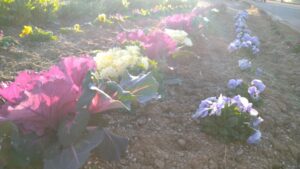 【牧之原】牧之原市花の会「坂口花の会」