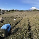 【富士市】秋山園の茶畑ワークショップに参加♪　＜ふじのくに美しく品格のある邑「大淵笹場」＞
