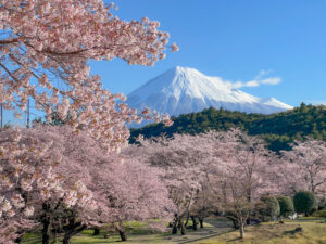 【富士市】『絶景★富士山　まるごと岩本山』開催