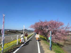 【焼津】山の手未来の会 　山の手桜開花状況 (2月23日)