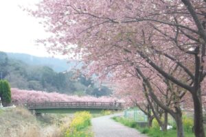 【函南町】「かんなみの桜」を歩く！
