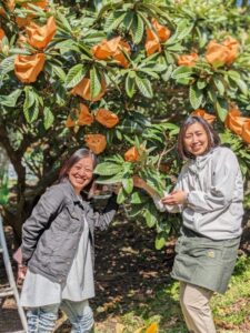 【伊豆市】白びわボランツーリズム、開催しました！