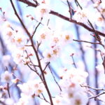 【裾野市】裾野で春の見どころ散策！「梅の里」と、直売所「すそのふれあい市」を訪問しました。