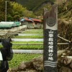 【静岡市】春の有東木へ！ワサビの花が見頃を迎えていました。＜ふじのくに美しく品格のある邑「有東木」＞