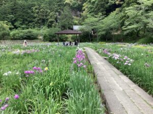 【森町】小國神社「一宮花しょうぶ園」見頃になってきました！