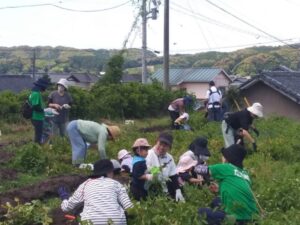 【袋井市】夢未来みどり塾　農業体験ファーム　じゃがいも堀りに行ってきました♪