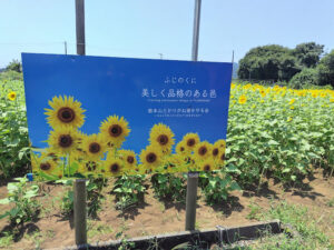 【富士市】岩本山とかりがね堤を守る邑「ひまわり畑」見頃です！