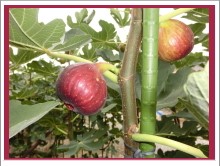 【富士市】岩本山イチジク娘　いちじく狩りが始まります！