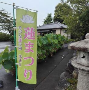 【富士市】代通寺　蓮の花が見頃です！