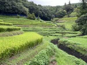 【浜松市北区】「久留女木の棚田」について取材しました！