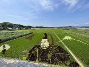【菊川市】田んぼアート菊川2023　収穫祭を行います！