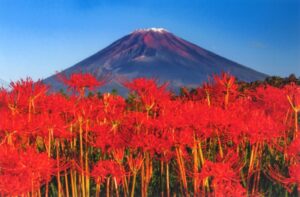 【裾野市】第13回「富士山パノラマ遊花の里」フォトコンテスト作品募集中