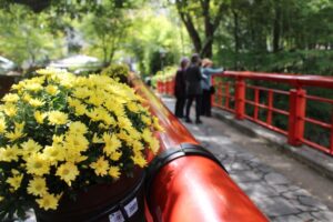 【伊豆市】「修善寺温泉 菊飾り」始まりました！