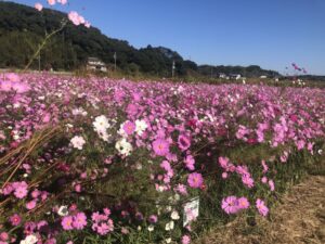 【湖西市】前向花畑！コスモスが満開！見頃です。