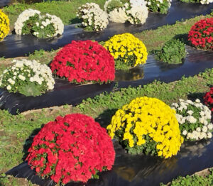 【富士宮市】内房の里　ざる菊が見頃を迎えます！