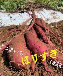 【函南町】「さつまいもほりすぎ体験」実施中！